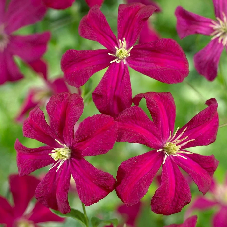 Clematis 'Madame Julia Correvon' 1 Clematis 'Madame Julia Correvon'