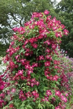 Clematis 'Madame Julia Correvon' 7 Clematis 'Madame Julia Correvon' -Pure Botanica pl0000000927 card4 lg