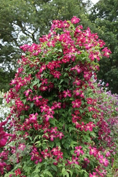 Clematis 'Madame Julia Correvon' 4 Clematis 'Madame Julia Correvon' - Image 4