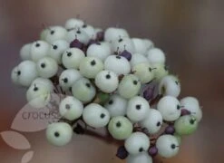Cornus Alba 'Sibirica' -Pure Botanica pl0000000963 card4 lg