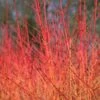 Cornus Sanguinea 'Midwinter Fire'