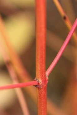 Cornus Sanguinea 'Midwinter Fire' -Pure Botanica pl0000000984 card3 lg