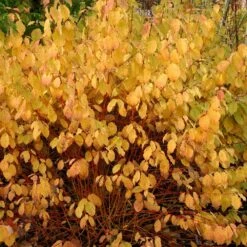 Cornus Sanguinea 'Midwinter Fire' -Pure Botanica pl0000000984 card4 lg