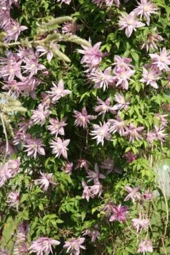 Clematis 'Markham's Pink' -Pure Botanica pl0000000987 card3 lg