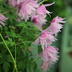 Clematis 'Markham's Pink' -Pure Botanica pl0000000987 card4 lg