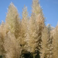 Cortaderia Selloana 'Pumila'