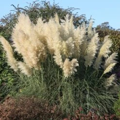 Cortaderia Selloana 'Pumila' -Pure Botanica pl0000000996 card3 lg