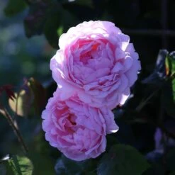 Rosa 'Constance Spry' -Pure Botanica pl0000001115 card3 lg