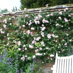 Rosa 'Constance Spry' -Pure Botanica pl0000001115 card4 lg