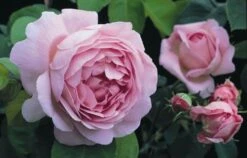 Rosa 'Constance Spry' -Pure Botanica pl0000001115 card5 lg