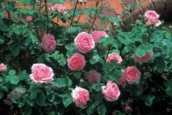 Rosa 'Constance Spry' -Pure Botanica pl0000001115 card7 lg