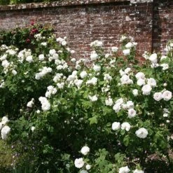 New Release -Pure Botanica pl0000001116 card2 lg