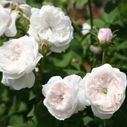 Rosa 'Madame Hardy' 5 Rosa 'Madame Hardy' -Pure Botanica pl0000001116 card3 lg