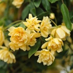 New Release 7 Rosa Banksiae 'Lutea'