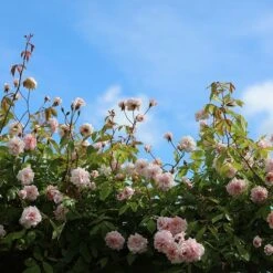 New Release -Pure Botanica pl0000001169 card2 lg