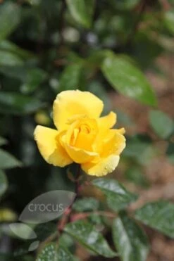 Rosa 'Golden Showers' -Pure Botanica pl0000001178 card3 lg