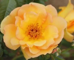 Rosa 'Maigold' 6 Rosa 'Maigold' -Pure Botanica pl0000001184 card4 lg