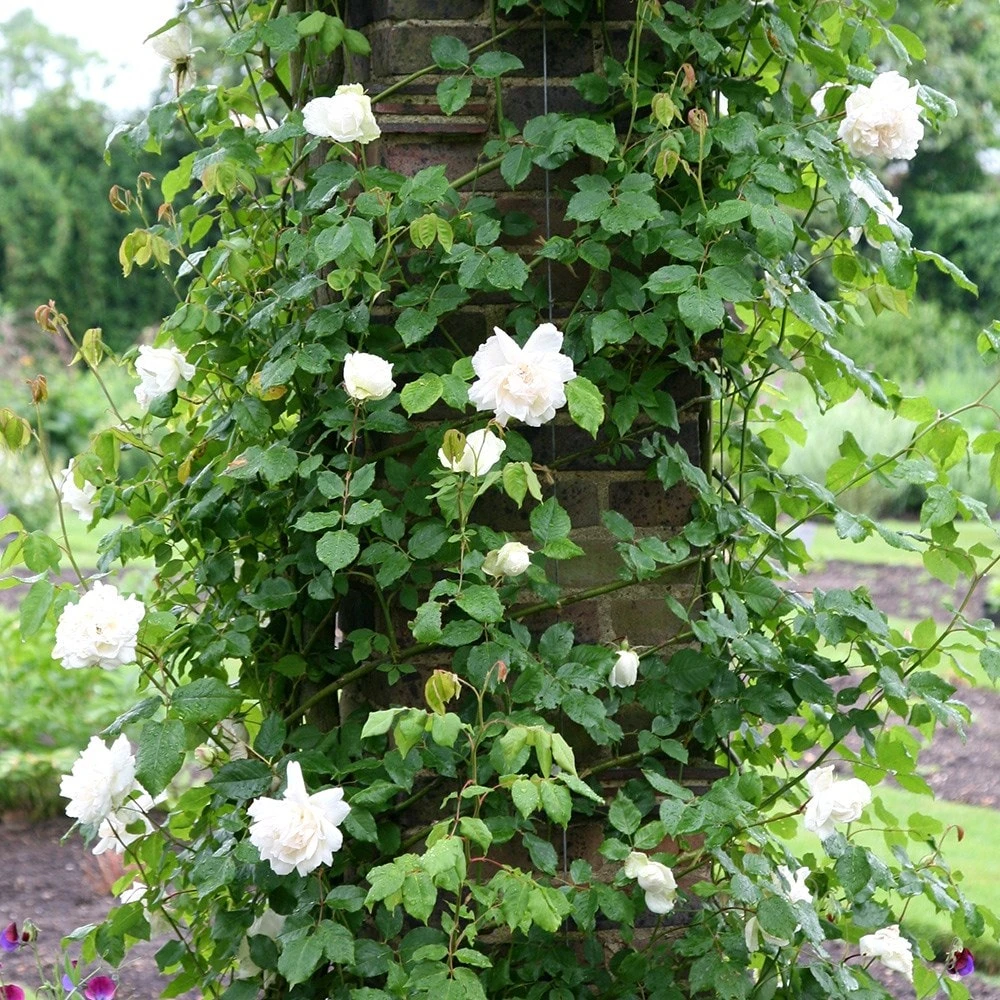 Rosa 'Madame Alfred Carrière' 2 Rosa 'Madame Alfred Carrière' - Image 2