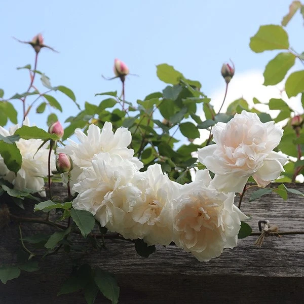 Rosa 'Madame Alfred Carrière' 3 Rosa 'Madame Alfred Carrière' - Image 3