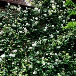 Rosa 'Madame Alfred Carrière' 9 Rosa 'Madame Alfred Carrière' -Pure Botanica pl0000001186 card5 lg