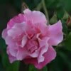 Rosa 'Madame Grégoire Staechelin'