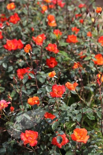 Rosa Warm Welcome ('Chewizz') (PBR) 2 Rosa Warm Welcome ('Chewizz') (PBR) - Image 2