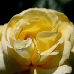 New Release -Pure Botanica pl0000001199 card2 lg