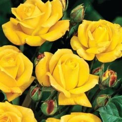 Rosa 'Arthur Bell' -Pure Botanica pl0000001199 card3 lg