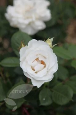 New Release -Pure Botanica pl0000001213 card2 lg