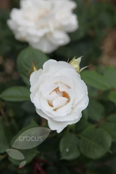 Rosa Margaret Merril ('Harkuly') 2 Rosa Margaret Merril ('Harkuly') - Image 2