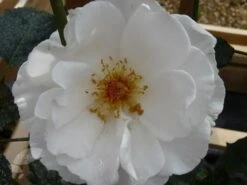 Rosa Margaret Merril ('Harkuly') 6 Rosa Margaret Merril ('Harkuly') -Pure Botanica pl0000001213 card3 lg