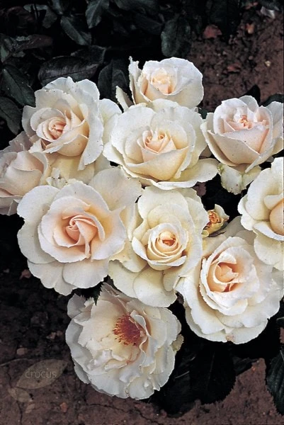 Rosa Margaret Merril ('Harkuly') 4 Rosa Margaret Merril ('Harkuly') - Image 4