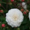 Rosa 'White Pet'