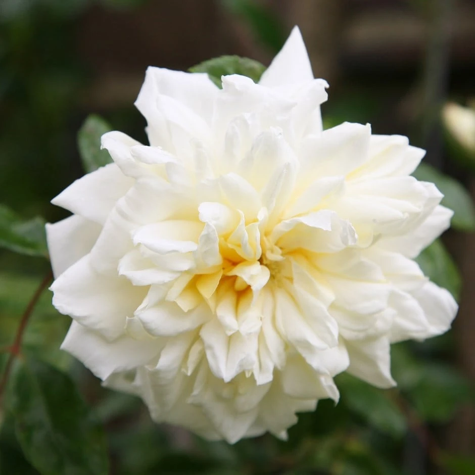 Rosa 'Albéric Barbier' 1 Rosa 'Albéric Barbier'