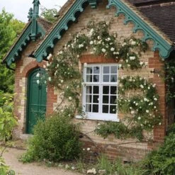 New Release -Pure Botanica pl0000001272 card2 lg