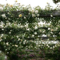 Rosa 'Albéric Barbier' 6 Rosa 'Albéric Barbier' -Pure Botanica pl0000001272 card3 lg