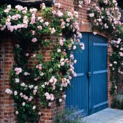 New Release -Pure Botanica pl0000001273 card2 lg