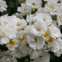 Rosa 'Rambling Rector' -Pure Botanica pl0000001282 card3 lg