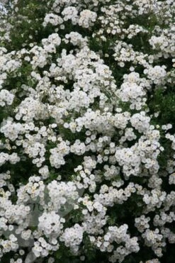 Rosa 'Rambling Rector' -Pure Botanica pl0000001282 card4 lg