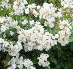 Rosa 'Wedding Day' 5 Rosa 'Wedding Day' -Pure Botanica pl0000001284 card3 lg