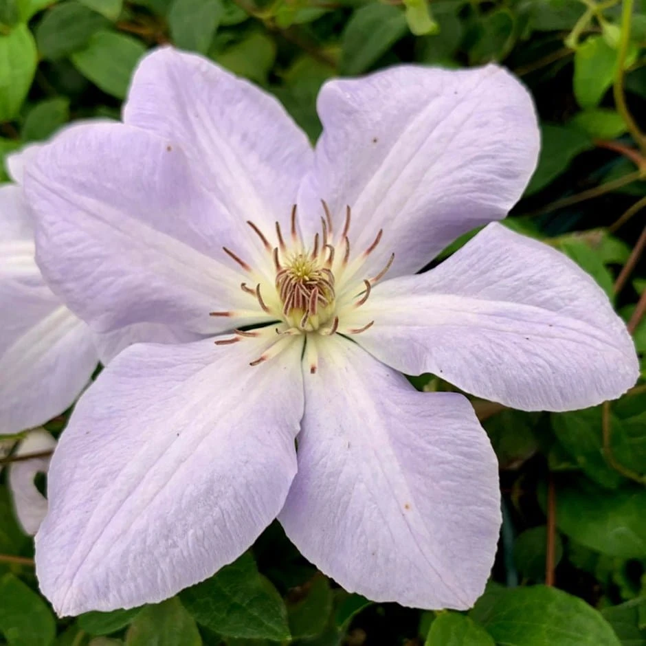 Clematis 'Special Occasion' 1 Clematis 'Special Occasion'
