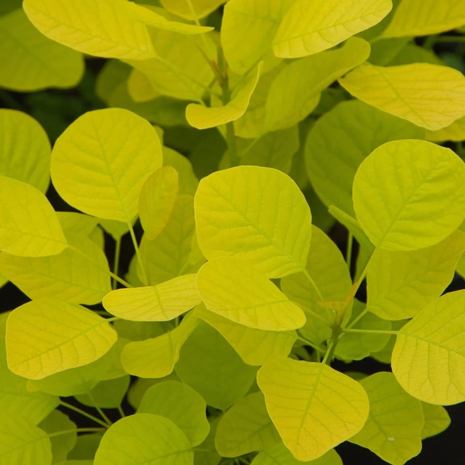 Cotinus Coggygria Golden Spirit ('Ancot') (PBR) 1 Cotinus Coggygria Golden Spirit ('Ancot') (PBR)