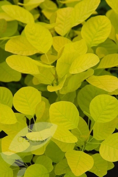 Cotinus Coggygria Golden Spirit ('Ancot') (PBR) 3 Cotinus Coggygria Golden Spirit ('Ancot') (PBR) - Image 3