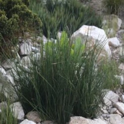 Juncus Effusus