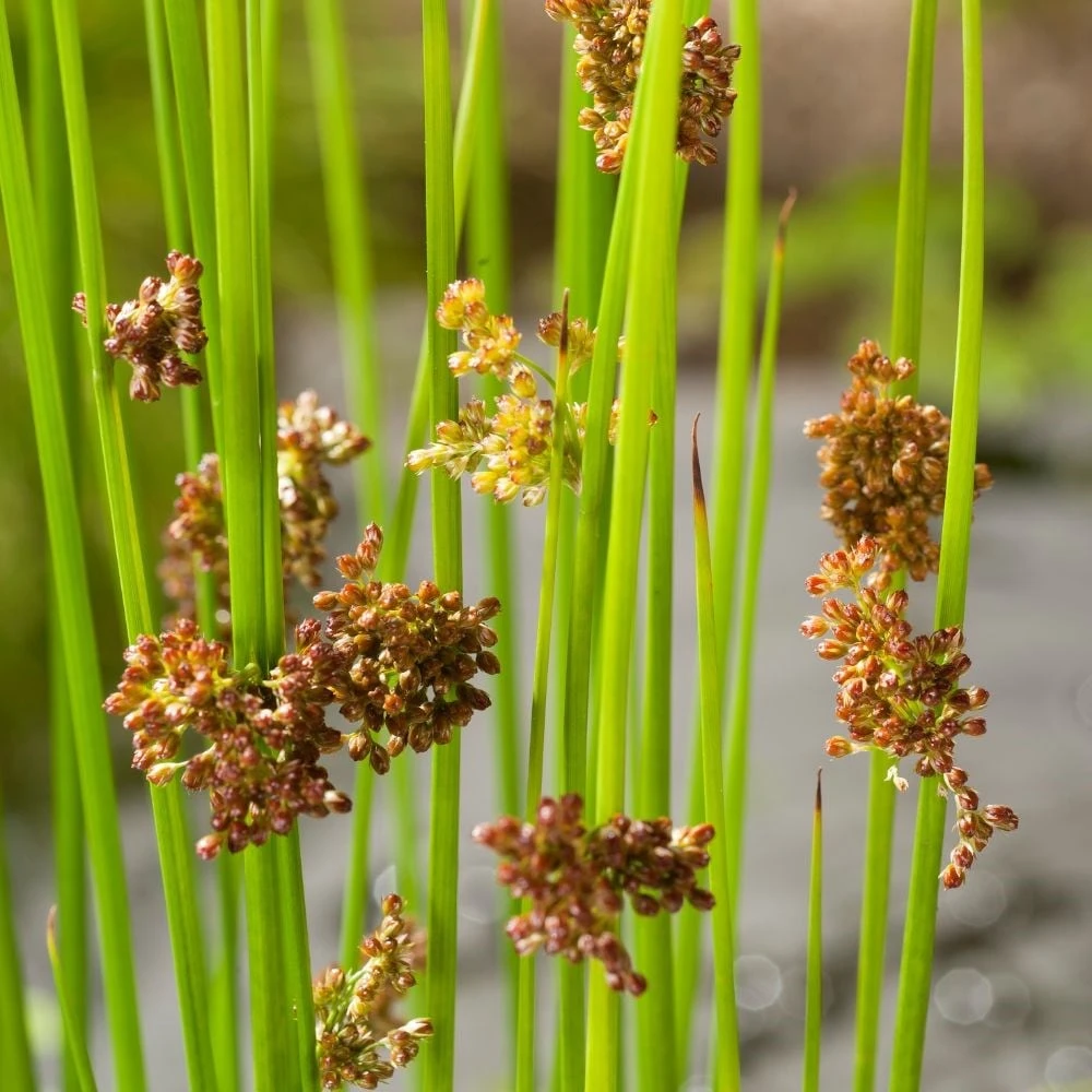 Juncus Effusus 2 Juncus Effusus - Image 2