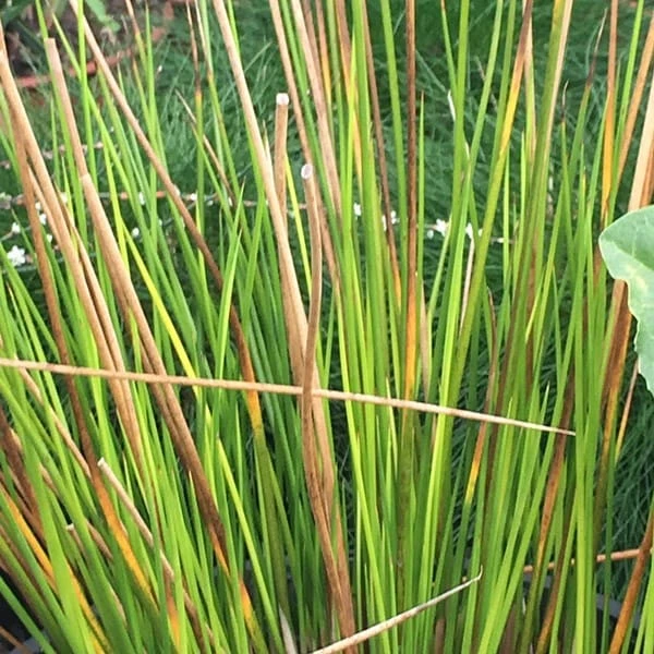 Juncus Effusus 3 Juncus Effusus - Image 3