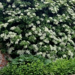 Hydrangea Anomala Subsp. Petiolaris -Pure Botanica pl0000001665 card4 lg
