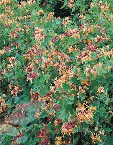 Lonicera × Heckrottii 'Gold Flame' 2 Lonicera × Heckrottii 'Gold Flame' - Image 2