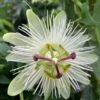 Passiflora Caerulea 'Constance Eliott'