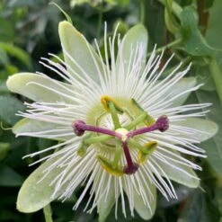 New Release 18 Passiflora Caerulea 'Constance Eliott'